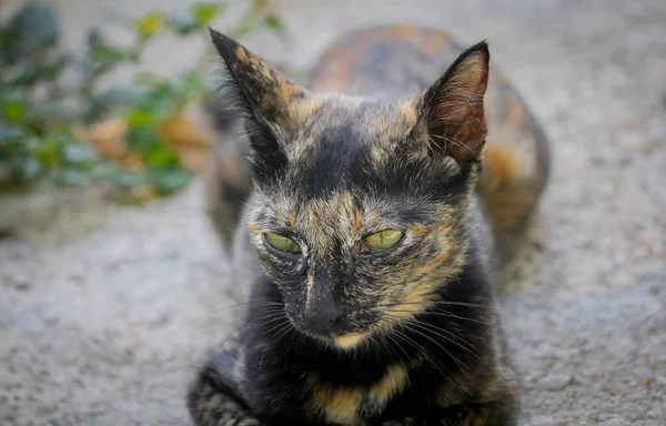 Close Shot Van Een Kat Gezicht — Stockfoto