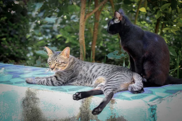 Дві Коти Розслабляються Саду — стокове фото