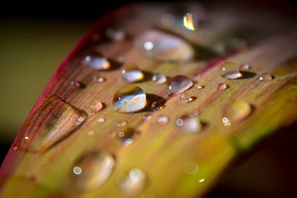 Des Gouttes Eau Sur Les Feuilles Des Feuilles Jaunes Des — Photo