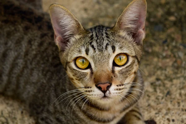 Gros Plan Chat Qui Regardait — Photo