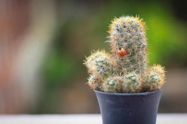 Közelkép Kaktusz Fekete Edényben Homályos Háttér — Stock Fotó