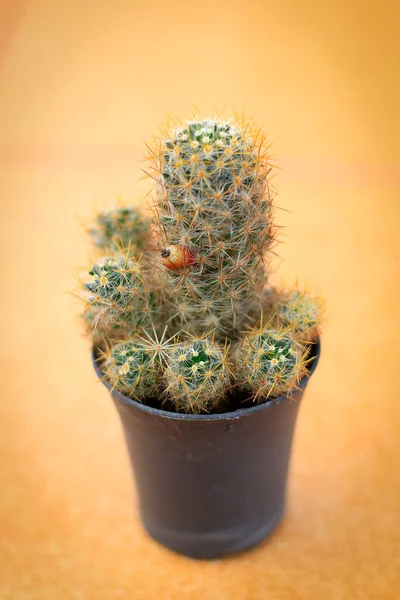 Közelkép Kaktusz Fekete Edényben Homályos Háttér — Stock Fotó