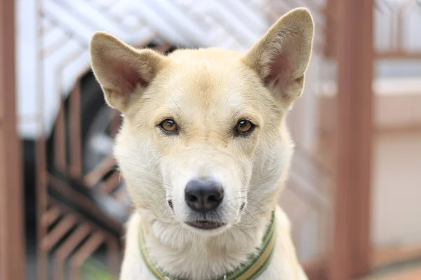 Nahaufnahme Porträt Eines Hundes Der Die Kamera Schaut — Stockfoto