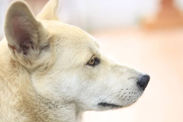 Close Portret Van Hond Zoek Naar Camera — Stockfoto