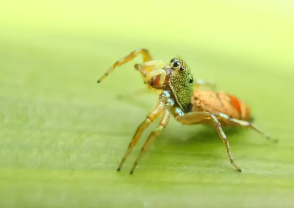 Крупним Планом Павук Зеленому Листі — стокове фото
