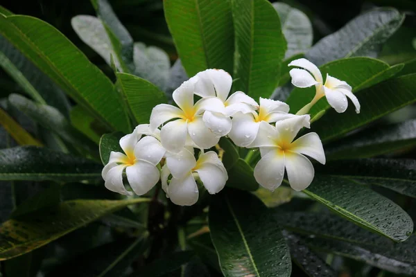 Flores Plumeria Blanca Árbol Hay Una Gota Natural Agua —  Fotos de Stock