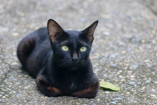 Close Black Cat Sitting Street — Stock Photo, Image
