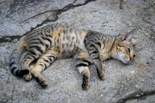 Cat Has Pattern Tiger Lying Street — Stock Photo, Image