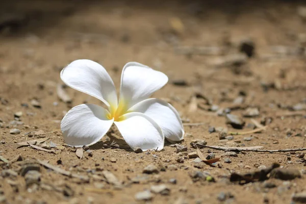 Close Flores Plumeria Brancas Chão Livre — Fotografia de Stock