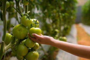Onun bahçesinden domates toplama bir kadın. Onun ürün kontrol bir çiftçi. Suda yeşil bir evde.