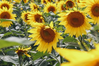 Parlak sarı ayçiçeği çiçek alan. Güzel kırsal manzara güneşli yaz gün.
