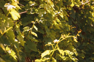 Bağ içinde yeşil yaprakları ile genç asma dalları. Altın sabah güneş ışığı bahçede.