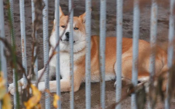 Young Sadness Domestic Dog Lies Fence Looks Street — Stock Photo, Image