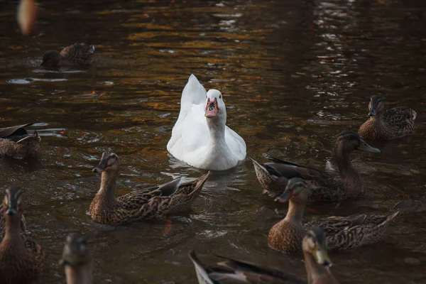 White Swan Swimming Wild Ducks Colorful Lake Background — Stock Photo, Image