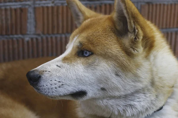 Közeli Arcát Fiatal Hazai Akita Inu Kutyák Előtt Téglafal — Stock Fotó
