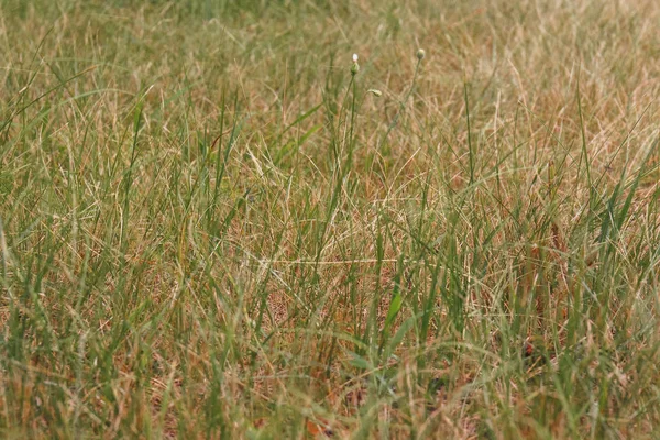 stock image Fresh green and yellow wild grass in the field. Summer or autumn background.