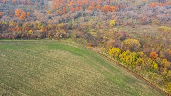 Bird\'s eye view of geometric forms of empty agricultural fields near autumn forest.