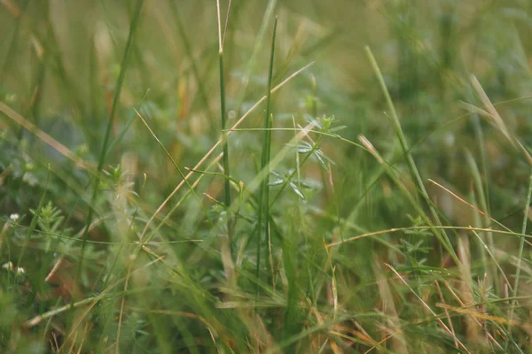 Naturen Färskt Grönt Gräs Bakgrund Vacker Sommar Fältet Bakgrund — Stockfoto