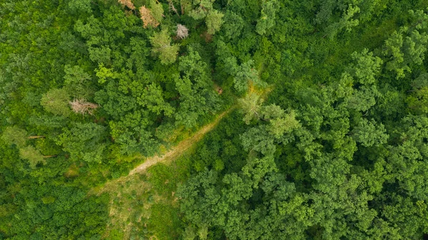 İlkbahar veya yaz günlerinde yeşil ormanın en iyi görünümü. Doğal yeşil yeşillik arka plan. Vahşi doğanın Drone fotoğrafı.