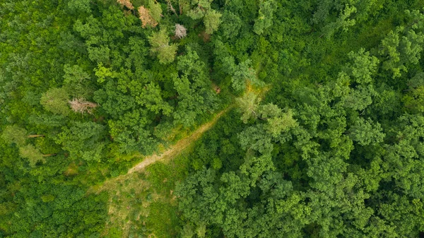 Felülnézet Zöld Erdőben Tavasszal Vagy Nyáron Természetes Zöld Lombozat Háttér — Stock Fotó