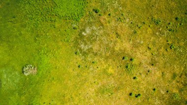 Kırsal yaz gününde çayır yüzeyinin drone havadan yukarıdan aşağıya görünümü. Doğal yeşillik arka plan.