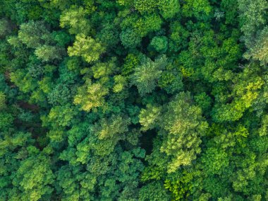 Güneşli bir günde, yaz ormanının havadan görünüşü. Doğal yeşil bitki örtüsü. Vahşi doğanın insansız hava aracı fotoğrafı.