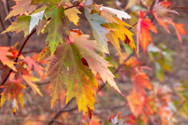 Güzel ağaç dalı arka planı. Renkli sonbahar akçaağaç yaprakları.