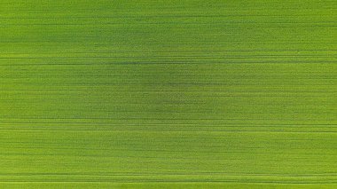 Taze çayır bitki dokusu. Tarım çimleri olan hava manzarası. Yeşil ülke sahasının insansız hava aracının üst görüntüsü. Desen arkaplan olarak doğal ot.
