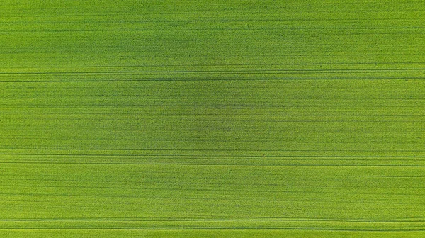 Tekstur Herbal Padang Rumput Segar Pemandangan Udara Dengan Rumput Pertanian — Stok Foto