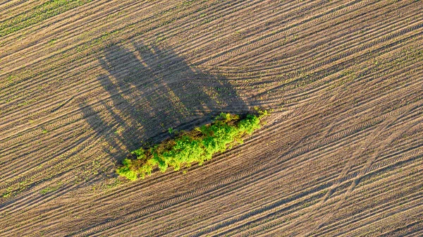 Vista Aérea Desde Dron Del Campo Verano Línea Árboles Con — Foto de Stock