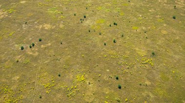 Yazın kırsal kesimde, yüzey insansız hava aracının havadan aşağı görüntüsü. Doğal yeşillik arkaplanı.