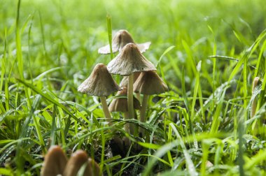 Bok böcekleri orman