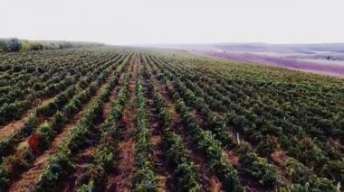Şaşırtıcı bağ manzara havadan video. 4k