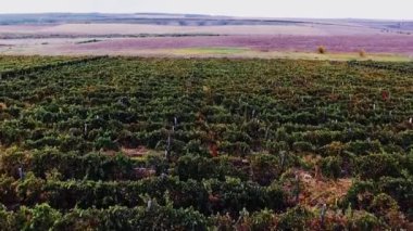 Sonbaharın güzel üzüm üzerinde hava uçuş.
