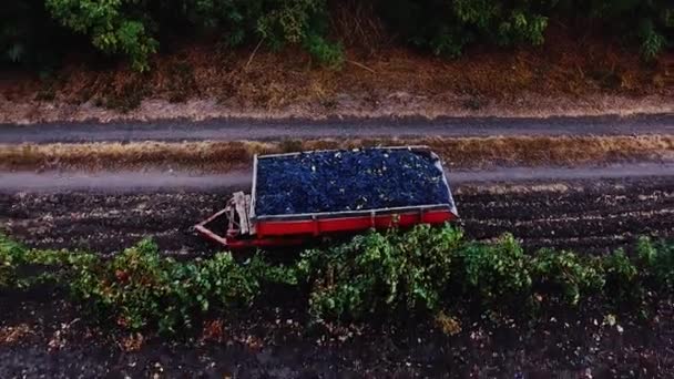 Camion chargé de raisins au milieu du vignoble vidéo aérienne .