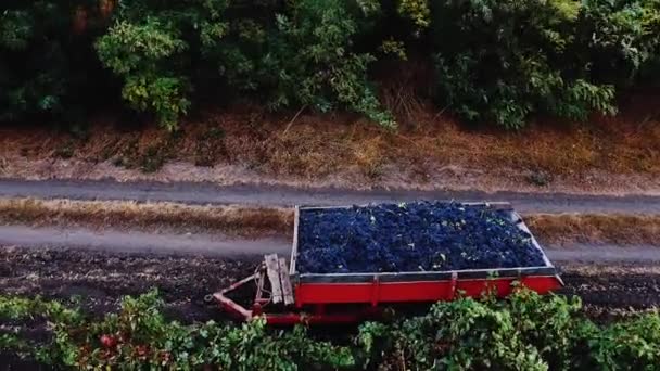 Camión completo con uvas en la carretera en el video aéreo del viñedo — Vídeos de Stock