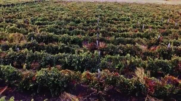 Vídeo aéreo sobre el paisaje del viñedo . — Vídeos de Stock