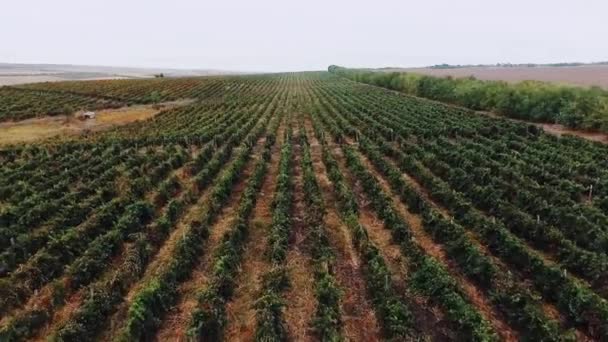 Luchtfoto panoramisch uitzicht over het landschap van de producent... 4k — Stockvideo