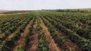 Bağ üzerinden toplam hava panoramik görünüm