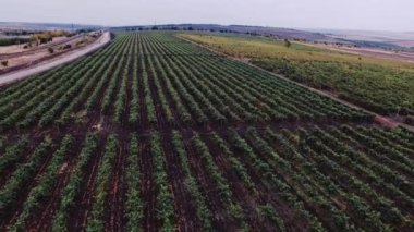 Bağ manzara panoramik manzaralı
