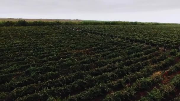 Vue aérienne panoramique au milieu des vignerons qui y travaillent — Video