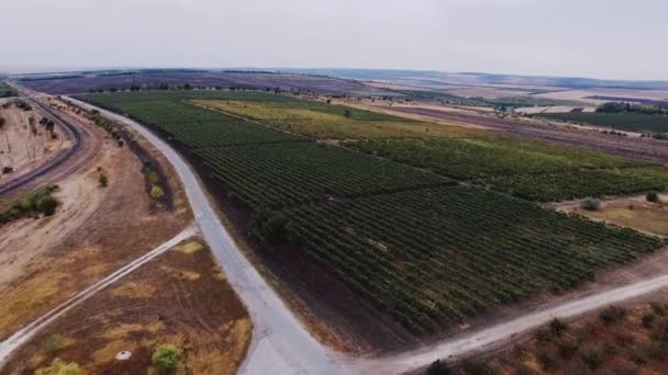 Vista aérea del paisaje verde y viñedo — Vídeo de stock