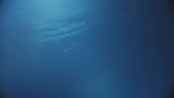 Un type sautant dans la piscine, et commençant à nager sous l'eau, portant des vêtements .