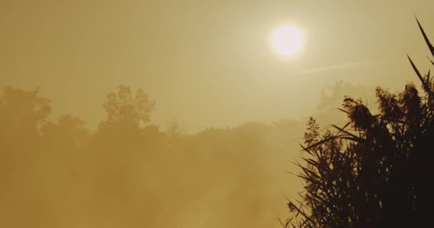 Soleil doré brillant et jolie vue sur une forêt en arrière-plan. 4k — Video