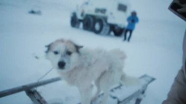Adam kutup Tundra a anavatan köpek ile oynarken.