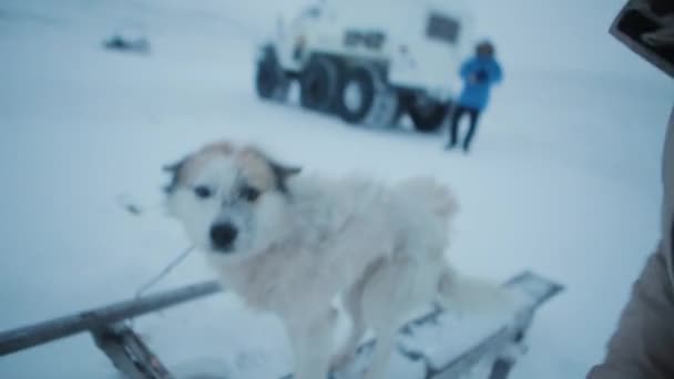 Hombre jugando con un perro sin hogar en la tundra ártica . — Vídeos de Stock