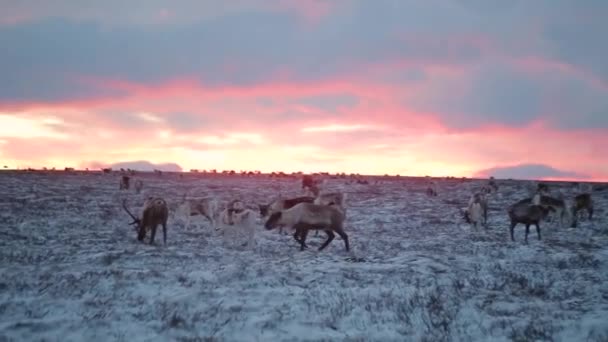 Fältet av renar i Sibirien på kvällen fantastisk sky view. — Stockvideo