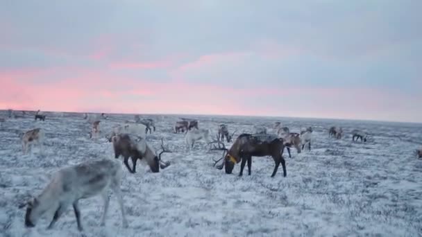 Middle of the filed in the evening reindeer feed at sunset. — Stock Video