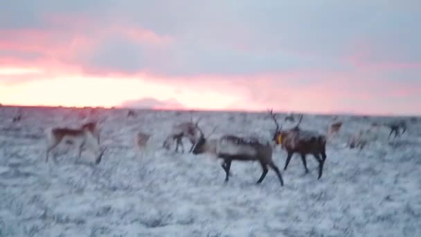 Nourrir les rennes au coucher du soleil au milieu du champ dans l'Arctique . — Video