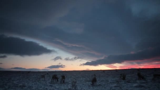 惊人的天空景观在傍晚驯鹿饲料, 在北极. — 图库视频影像